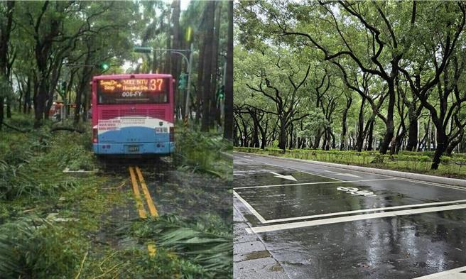 强颱凯米袭台后，25日上午网路上开始流传公车因倒塌树木、叶片、树枝困在仁爱路上的照片（左），甚至指称是「今天的台北市」。不过经公园处现场确认后，该张照片为2016年苏迪勒颱风灾情的旧照，并非现实仁爱路的情况（右）。（北市公园处提供／丁上程台北传真）