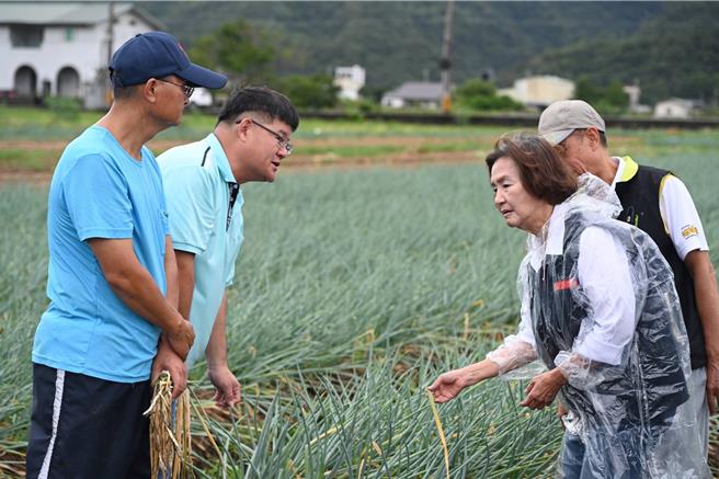 宜兰县长林姿妙（左一）今至三星乡葱农田区勘灾。（吴佩蓉摄）
