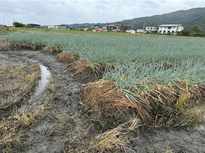 宜兰县长林姿妙今至三星乡葱农田区勘灾。（吴佩蓉摄）