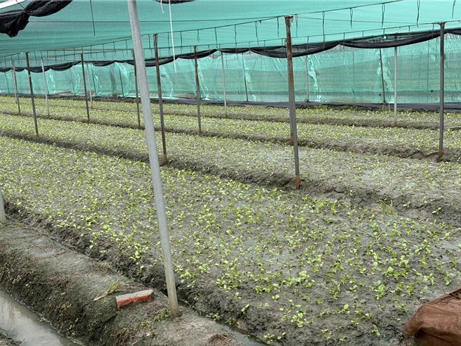 雲林縣蔬菜因最近天氣熱，種不太起來，農民反應成本很高。（周麗蘭攝）