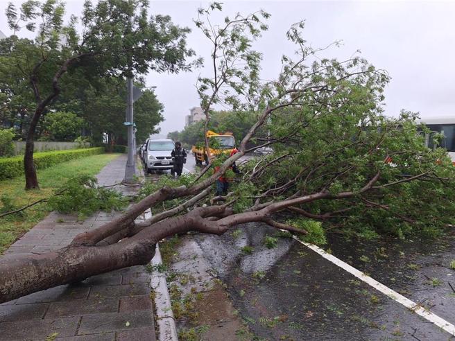 凱米強颱帶來了強風豪雨，中科管理局統計整個園區倒了24顆行道樹。圖／中科管理局提供