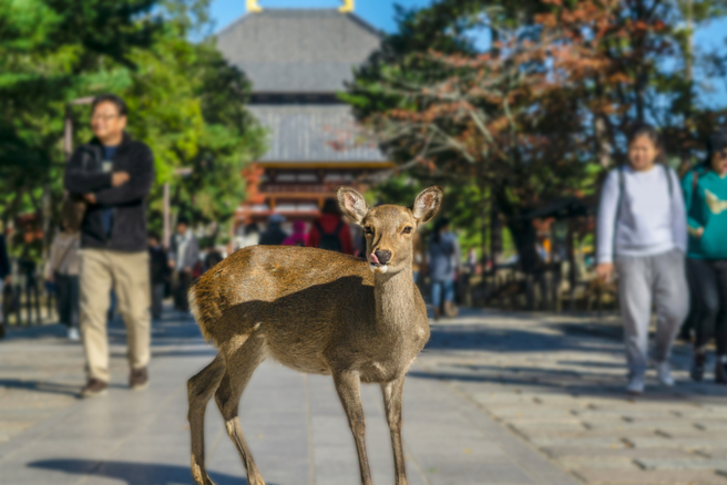 日本奈良鹿群遭男遊客出腳踹，引發公憤。（圖：shutterstock／達志）