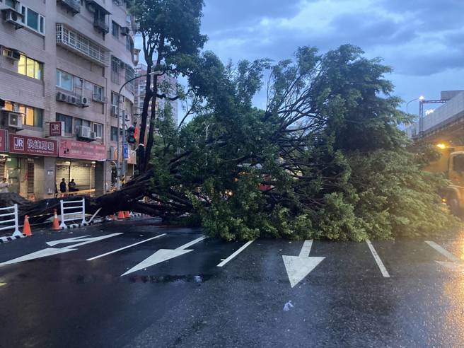 路树倒塌直接压在轿车上面，所幸驾驶没有受伤。（翻摄画面）