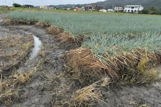 颱風釀災 菜價飆漲23％ 蔬菜供應量大減