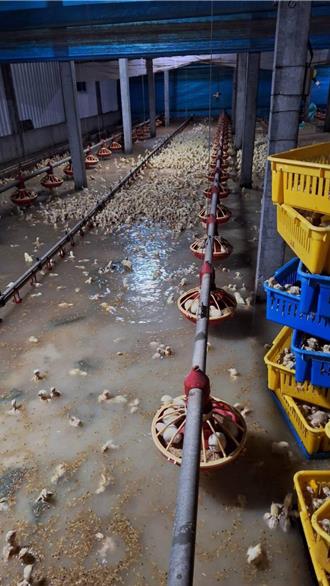 凱米重創彰化積水未退 二林雞場全泡湯