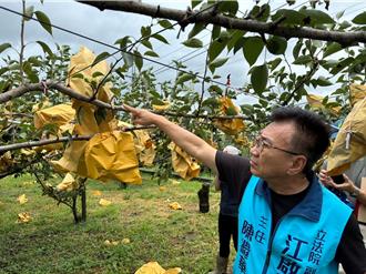 凱米重創東勢！梨災損恐5成 江啟臣籲專案救助