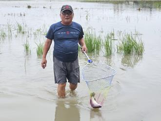 凱米過後民眾田裡抓魚小確幸 農戶災損苦哈哈