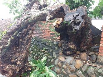 不敵凱米颱風威力 百年雞蛋花斷頭