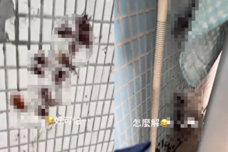 颱风过后「小强爬满墙壁」！他哭房子不能要了 网全吓坏