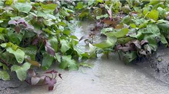 彰化田一片汪洋農損初估破3億 農民哭訴：今年血本無歸