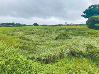 桃園西瓜田浸水 竹縣水梨被吹落