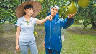 麻豆文旦挺過颱風 落果不到1成