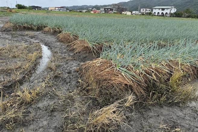 据农产品交易市场批发行情站指出，台北市场蔬菜批发价达每公斤46.3元，较上一个交易日的平均价格37.6元大涨23％，如茄子涨157.5％、地瓜叶也爆涨103％。（报系资料照）