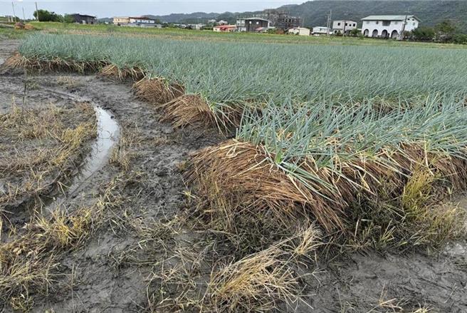 凱米颱風來襲，截至26日上午7時全台農損失高達3.6億元以上。（報系資料照）