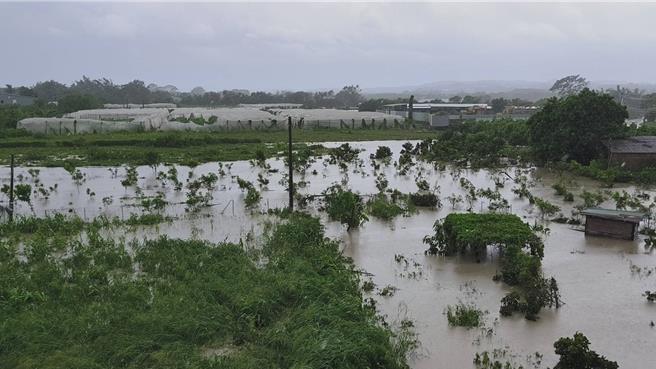 八掌溪溢堤水上淹大水，木瓜園及農作物都泡在泥水裡，損失慘重。（廖素慧攝）