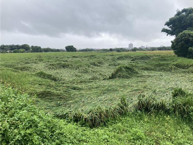 凱米颱風來襲，截至26日上午11時，全台農損失高達5.9億元以上，圖為桃園市龜山區水稻倒伏。（桃園市農業局提供）