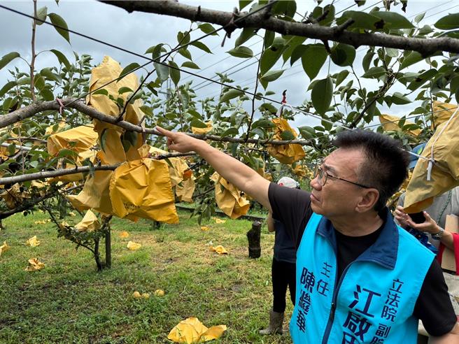 江啟臣服務團隊26日邀集相關單位及民代到東勢梨果園會勘，初估東勢梨災損恐破5成。（江啟臣服務處提供／張妍溱台中傳真）