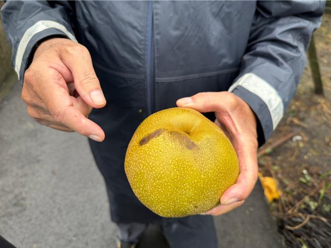 江啟臣服務團隊指出，未吹落的果實也因風勢吹拂搖擺，碰撞出傷痕，賣相不佳，造成農民損失。（江啟臣服務處提供／張妍溱台中傳真）