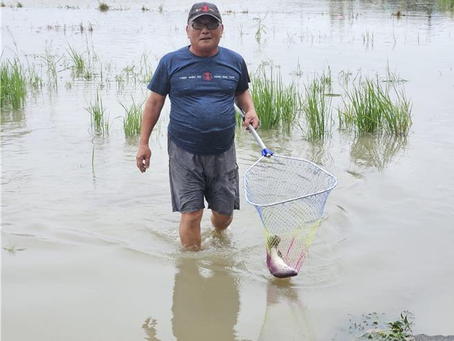 大雨淹漫魚塭，魚逃到稻田裡，民眾紛紛拿魚網來抓魚。（羅琦文攝）
