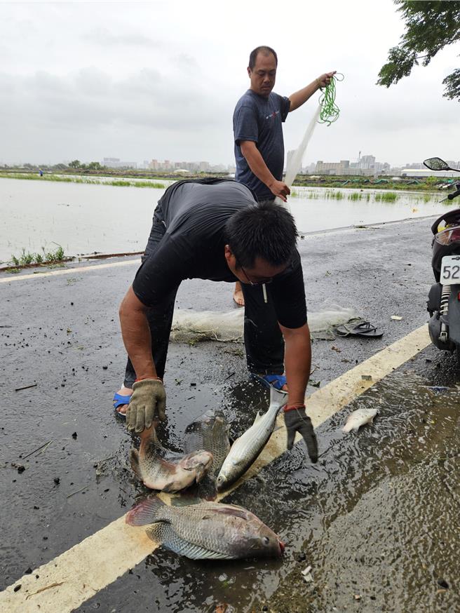 民眾捕抓逃出魚塭的魚，收穫不少。（羅琦文攝）