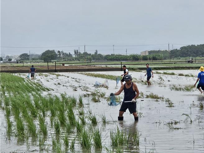 大雨淹漫魚塭，魚逃到稻田裡，民眾紛紛拿魚網來抓魚。（羅琦文攝）