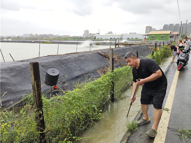 民眾直接將魚網插在水溝中抓魚。（羅琦文攝）
