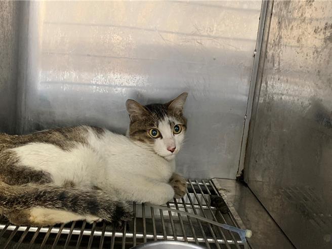 兽医师为严重脱水的虎斑猫输液治疗。（新北市动保处提供）