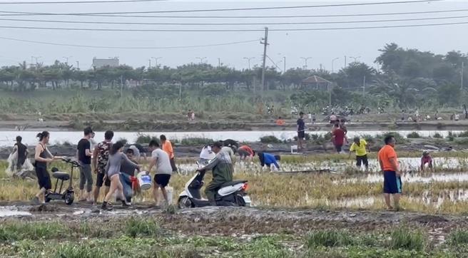 强颱凯米肆虐屏东县，在雨弹炸裂下，万丹乡位在高屏溪旁的虾池土堤溃堤，导致一池池的虾顺流游到万大桥下的农田，大批民眾26日趁颱风假涌入农田抓「流水虾」。（郭姓虾农提供／谢佳潾屏东传真）