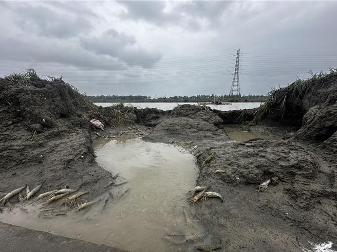 强颱凯米肆虐屏东县，在雨弹炸裂下，万丹乡位在高屏溪旁的虾池土堤溃堤，导致一池池的虾顺流游到万大桥下的农田，大批民眾26日趁颱风假涌入农田抓「流水虾」。（郭姓虾农提供／谢佳潾屏东传真）