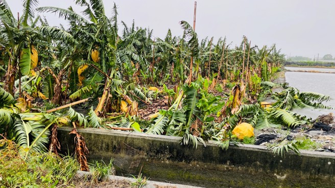 农业产物及民间设施估计损失计11亿887万元，其中光香蕉就达2亿3885万元。（报系资料照）