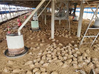 雲林9600隻雞全溺斃雞農無奈 張麗善籲中央盡速補助