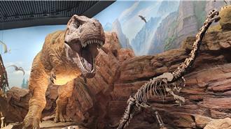 暴龙现身中国大陆？陆发现新中等体型「徐氏亚洲暴龙」