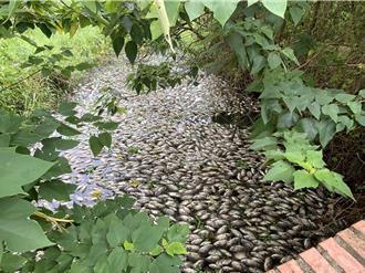 竹东河滨公园惊现大量死鱼 环保局紧急调查水质