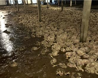 台南農漁畜慘遭凱米重擊 畜產業最重損失已破億