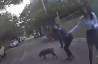 中壢小黑豬街頭亂竄！黑絲套裝OL「繩索＋掃把」 擒豬畫面曝