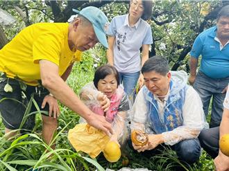 凱米颱風重創中部農業 台中高接梨損失超過5成