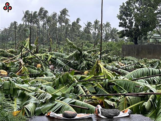 农业部指出，经过专家会议认定，已公告彰化县、南投县、云林县、嘉义县、嘉义市、臺南市、高雄市、屏东县及北花莲（寿丰乡、花莲市、吉安乡、新城乡、秀林乡）等区域农产业全品项救助。（报系资料照）