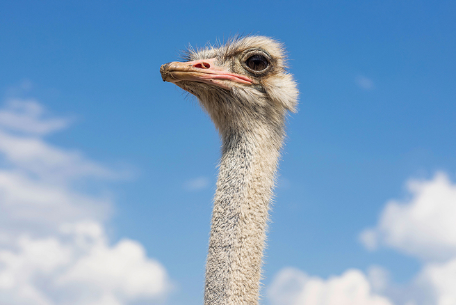 日本女团成员琴吹ゆず学鸵鸟的影片，在网路上爆红。(图:shutterstock/达志)