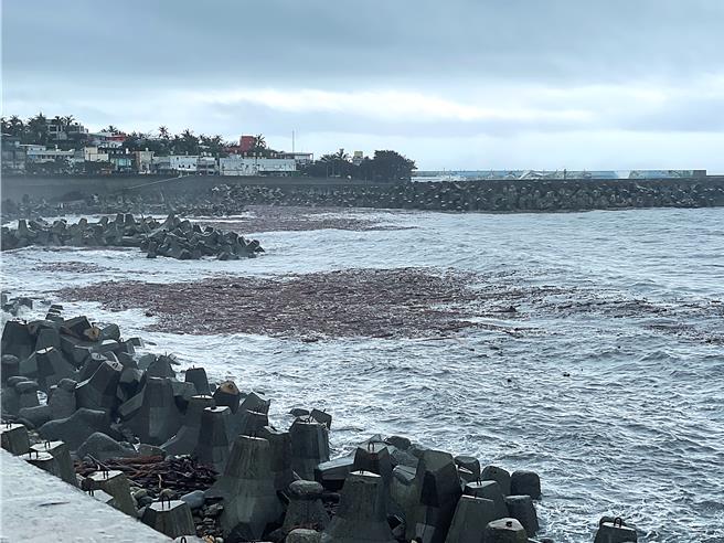 凱米颱風挾雨彈襲台，山區林木隨暴漲溪水沖刷入海，台東沿海地區出現大量漂流木。（蕭嘉蕙攝）