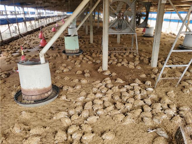 位于土库镇埤脚里的养鸡场被豪雨大水淹没，9600只21天大的土鸡全逡覆没。（周丽兰摄）