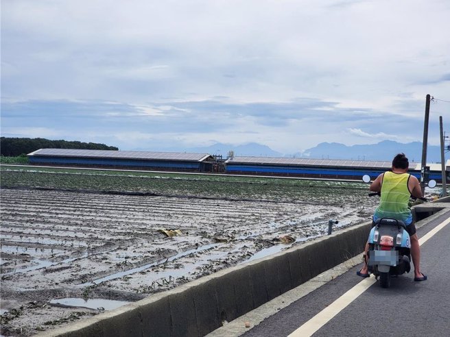 云林县有6万公顷在凯米颱风来袭期间遭大水淹没，田里农作物都覆盖厚泥。（周丽兰摄）