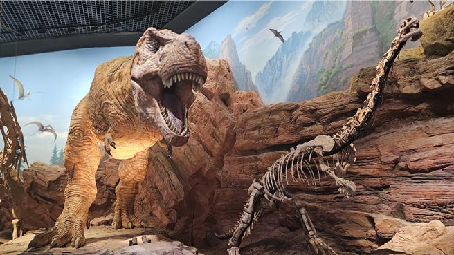 大陆最新发现新中等体型暴龙，并命名为「徐氏亚洲暴龙」 ，研判距今约1亿年至6600万年。（示意图／吴泓勋摄）