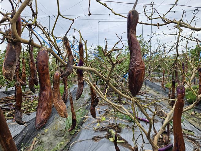 屏东的茄子产量全台第一，受凯米颱风重创。（罗琦文摄）