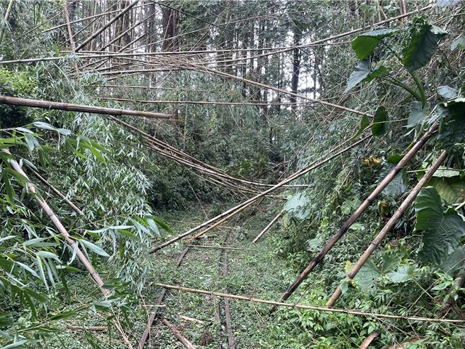阿里山林鐵46K＋800至900處竹子倒塌範圍達100公尺。（阿里山林鐵及文資處提供∕呂妍庭嘉義傳真）