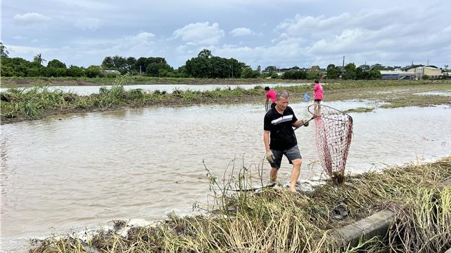 今（27）日凌晨水消退後，鹽水往新營的南74鄉道旁，上午出現不少人拿著網子在泥灘中撈魚苦中作樂。（張毓翎攝）