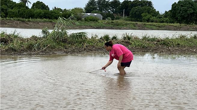今（27）日凌晨水消退後，鹽水往新營的南74鄉道旁，上午出現不少人拿著網子在泥灘中撈魚苦中作樂。（張毓翎攝）