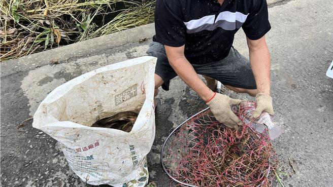 有人抓了10多條的吳郭魚，開心地說要為今晚加菜。（張毓翎攝）