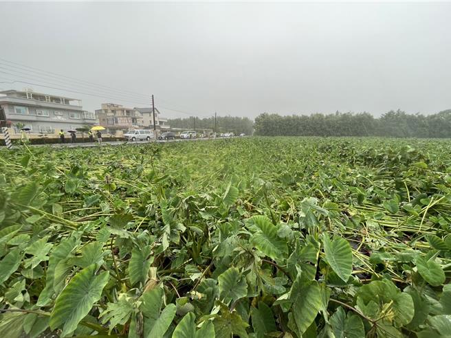 吉安乡芋头全台有名，在採收前20天却碰上颱风大雨。（王志伟摄）