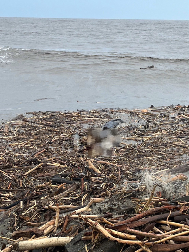 中芸东西汕沙滩外约5公尺海面上1具大体，身分仍待确认。（翻摄照片／洪靖宜高雄传真）