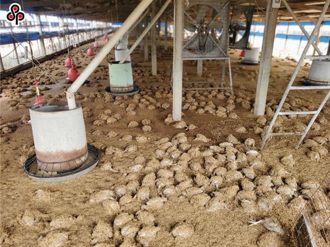 據統計，全台農損已達17億9049萬元，其中畜產損失達2億5000萬。（報系資料照）